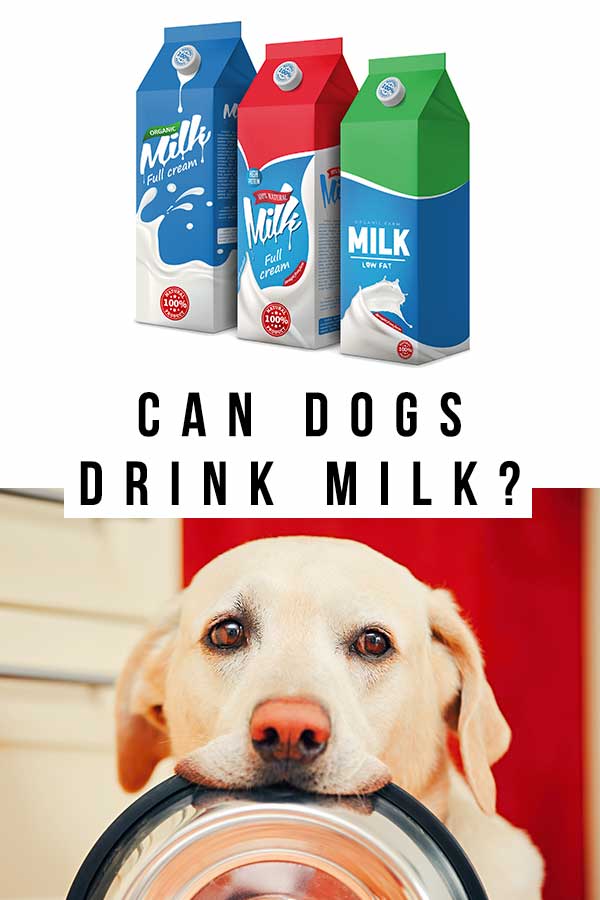 what kind of milk is good for puppies