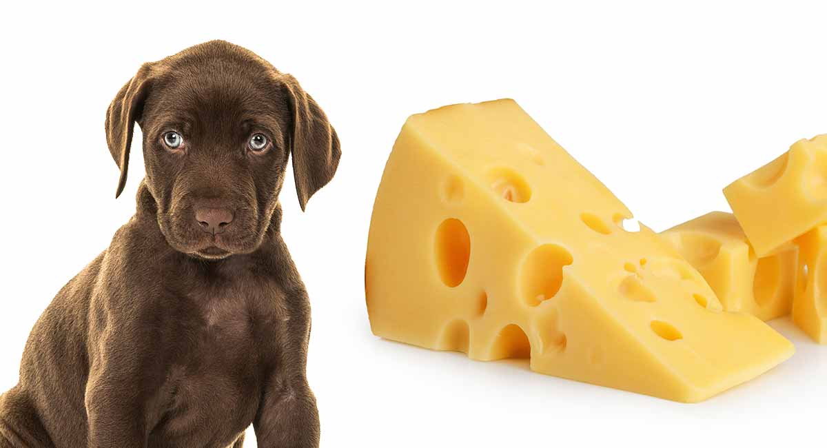 can diabetic dogs eat cheese