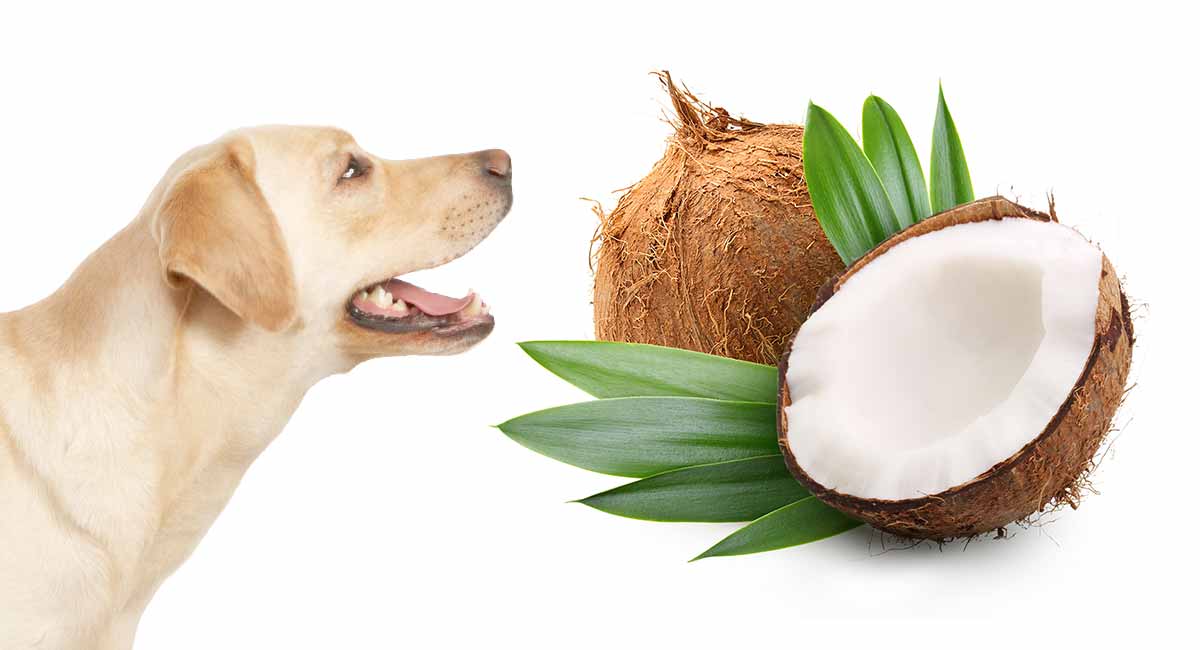 can you brush dogs teeth with coconut oil