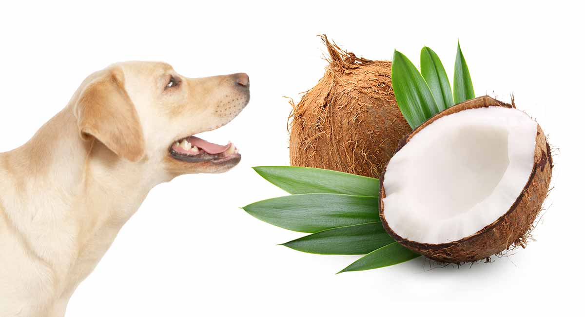 Coconut Oil For Dogs Separating The Myths From The Facts