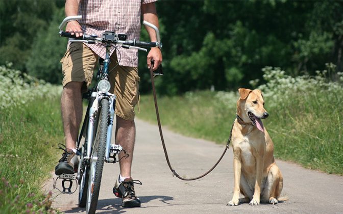 Biking With Dogs - How To Cycle Safely With A Dog Or Puppy