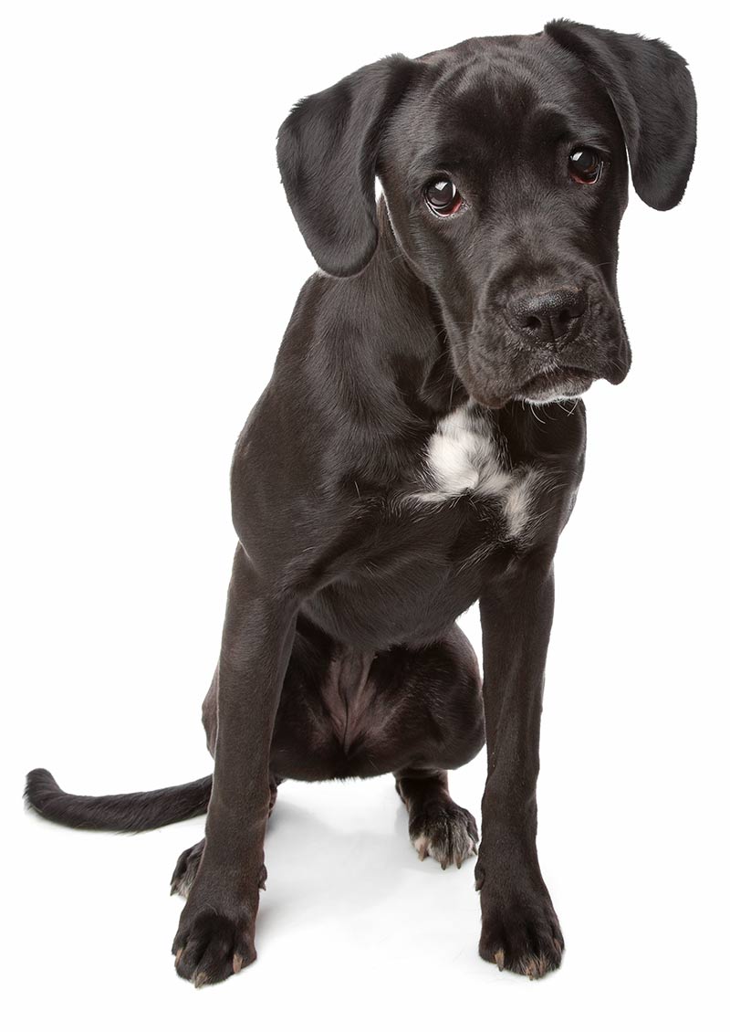 Boxador Dog Information A Guide To The Boxer Lab Mix Breed