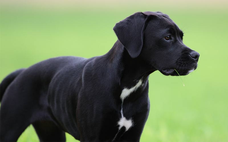 Boxer Lab Mix - A Complete Guide To The 