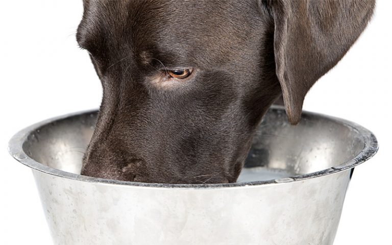 Can Dogs Drink Milk? And Which Milk Alternatives Can They Have?