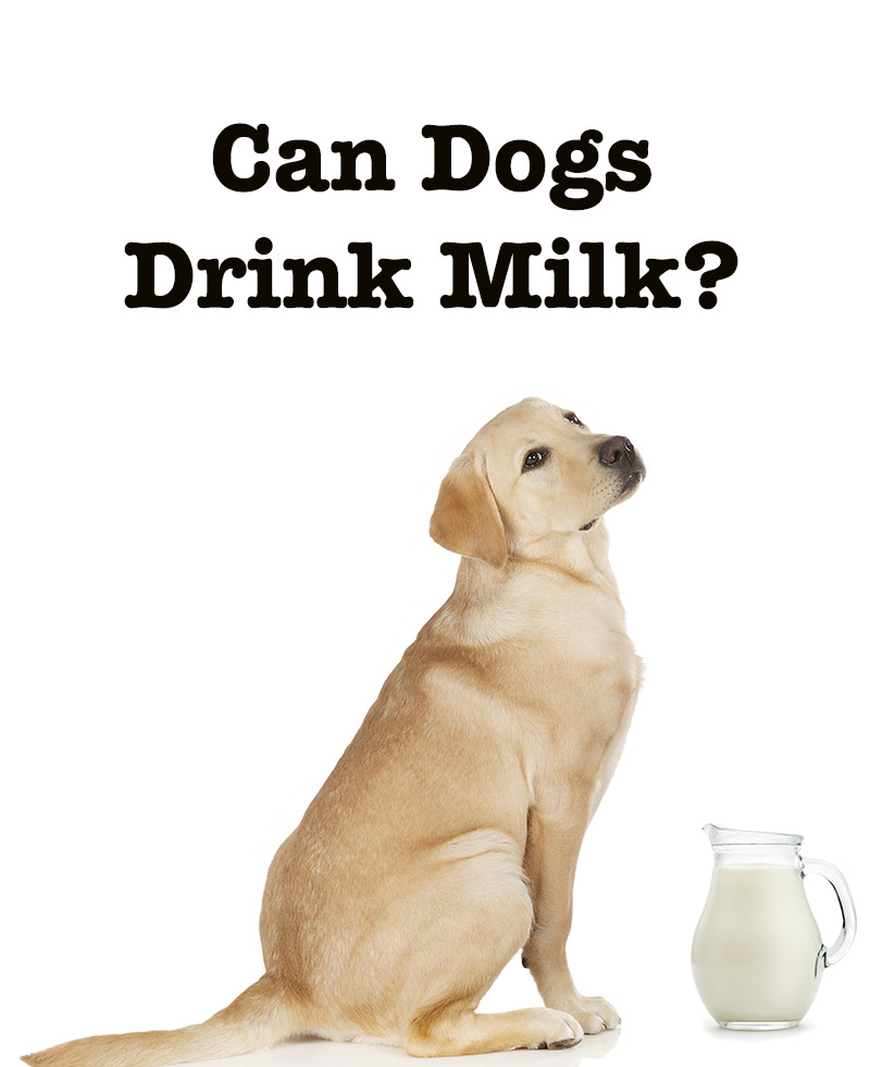 should puppies drink milk