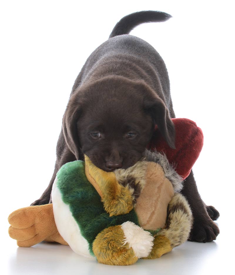 Cheap Dog Toys Finding The Best Most Affordable Toys For Your Dog