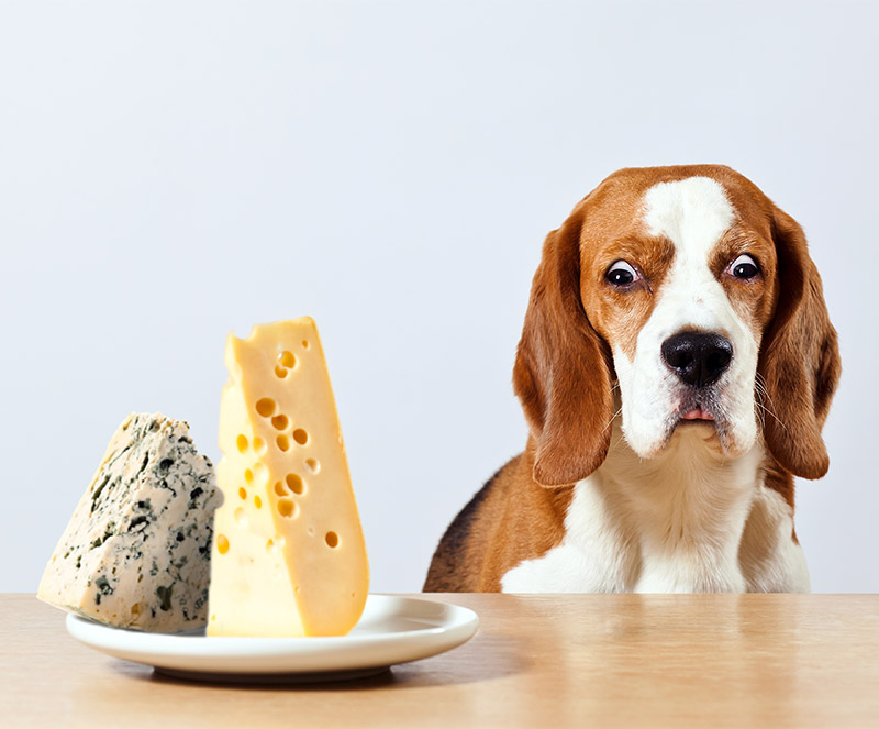 is cheese bad for dogs to eat