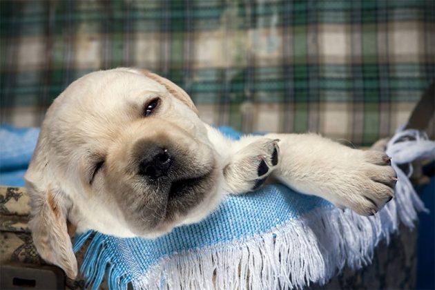 Check Out The Best Dog Blankets - Small To Large, Every Style