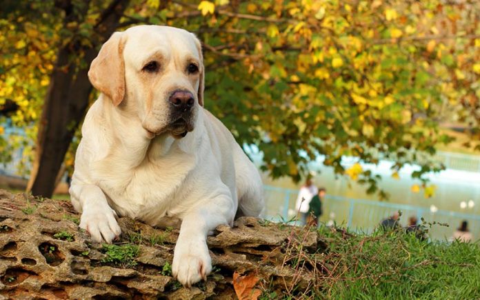 Best Dog Poop Bags - Tough, Biodegradable, Easy And Bulk Options