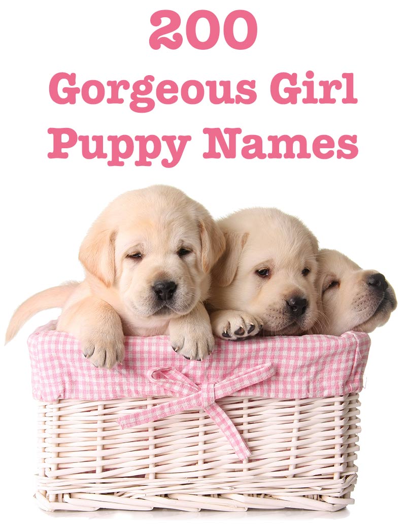 Girl Puppy Names - 200 Amazing Ideas For Naming Your Female Pup - The ...