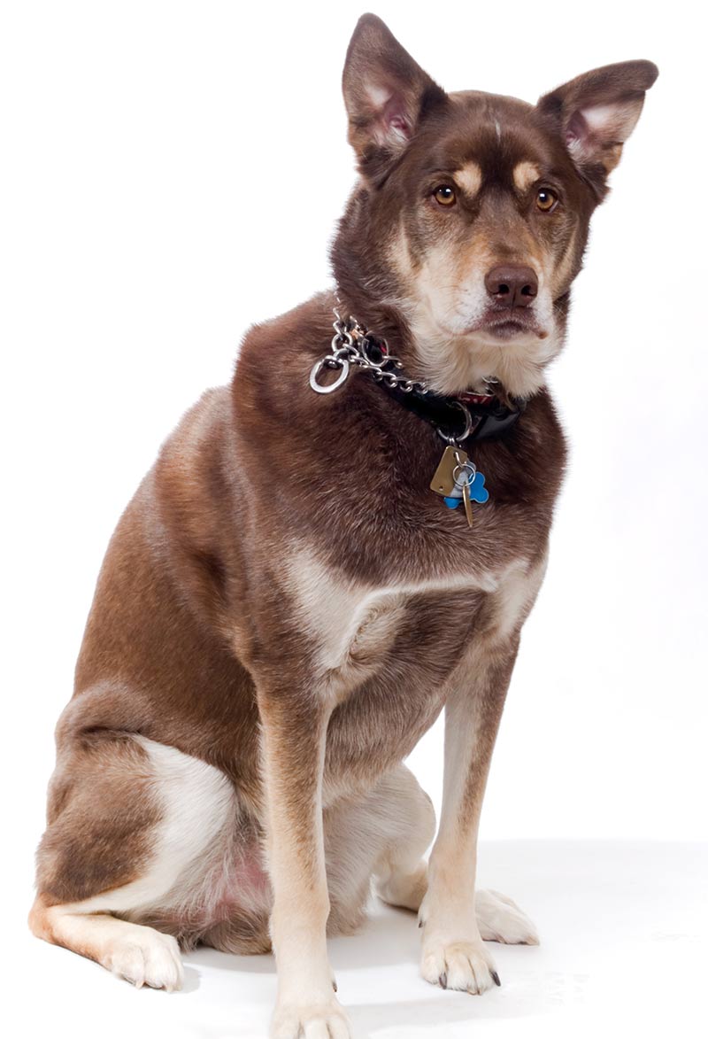 are husky lab mix good with cats