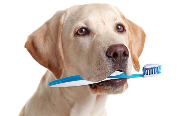 best dog toothpaste