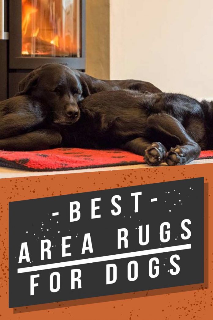 Best Area Rugs For Dogs Chew To Pee Resistant, & Washable Options