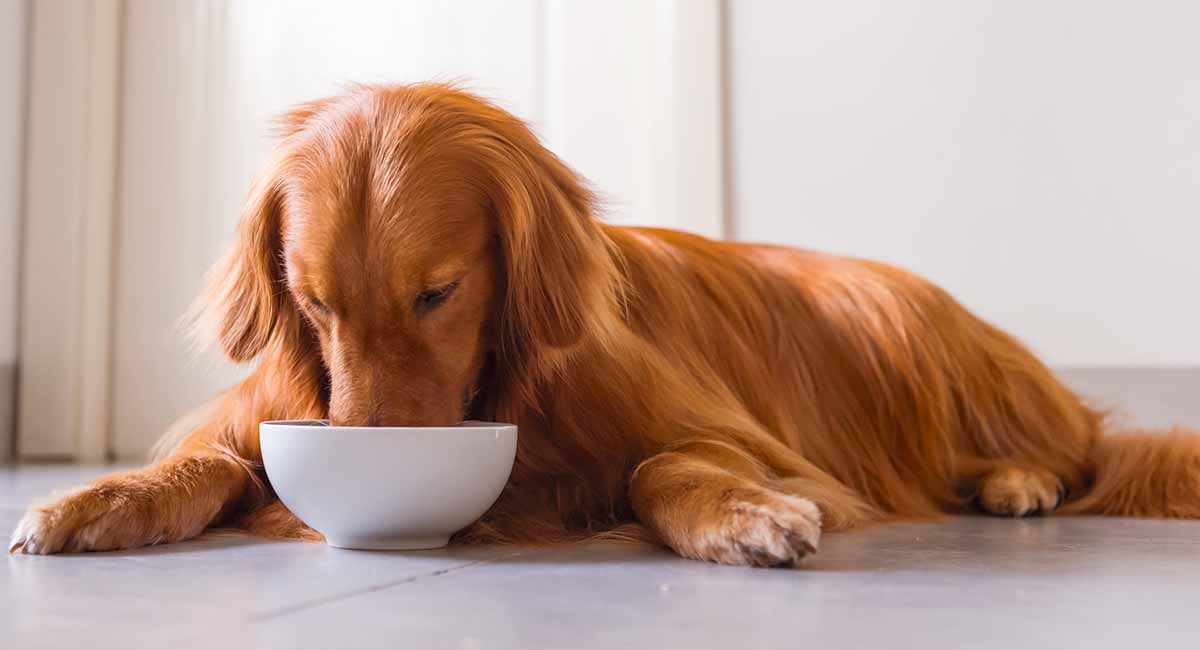 best wet dog food for dogs with allergies