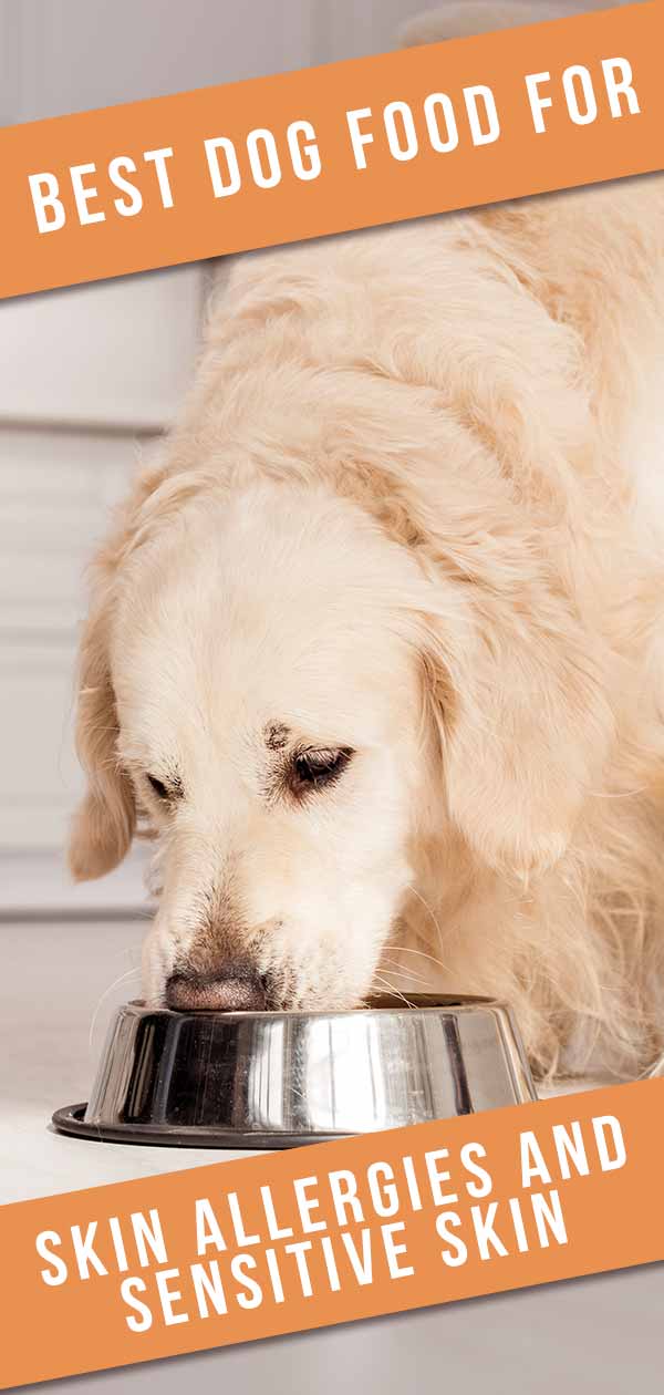 Best Dog Food For Skin Allergies - Tips 