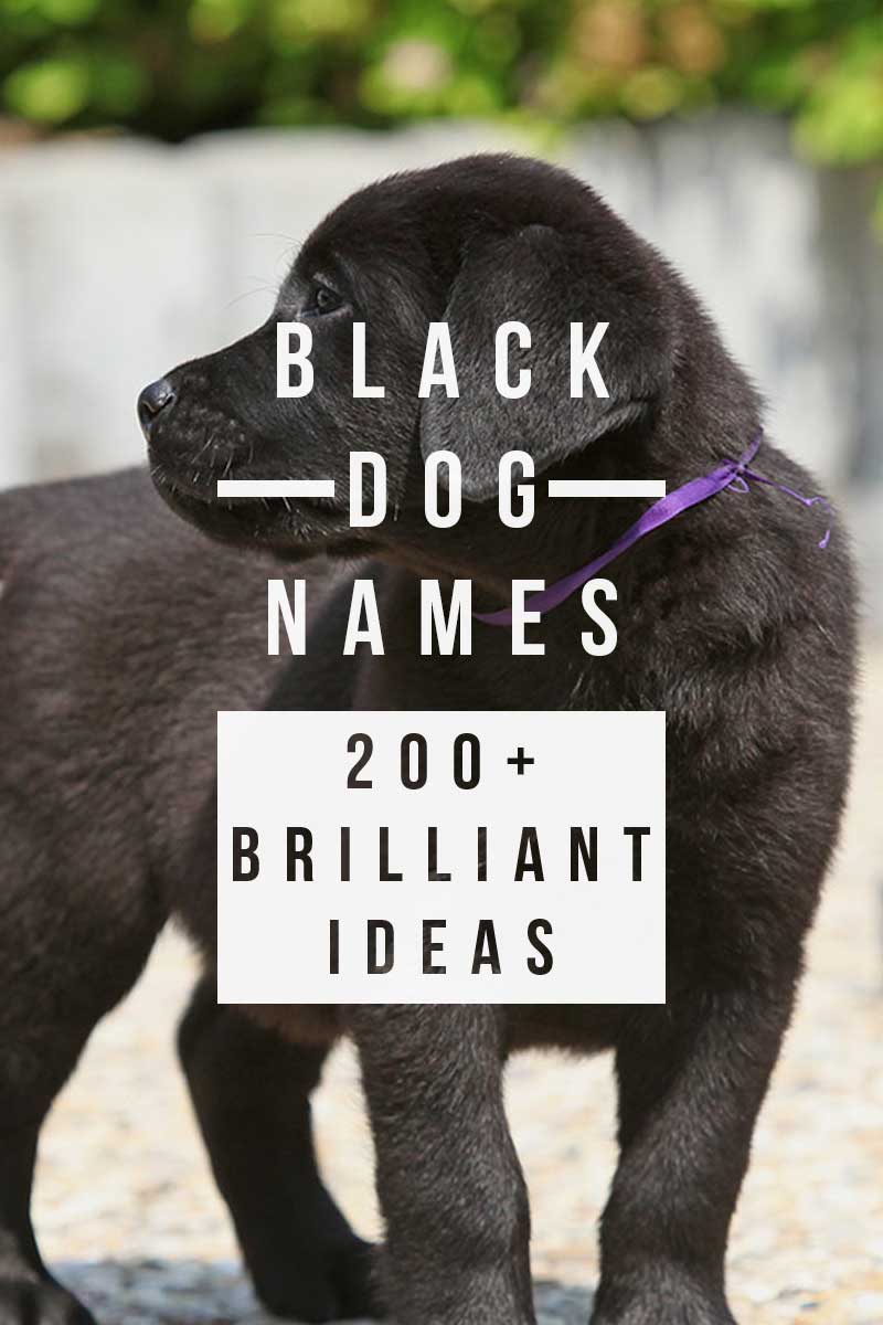 black-dog-names-over-200-inspiring-ideas-for-naming-your-pup