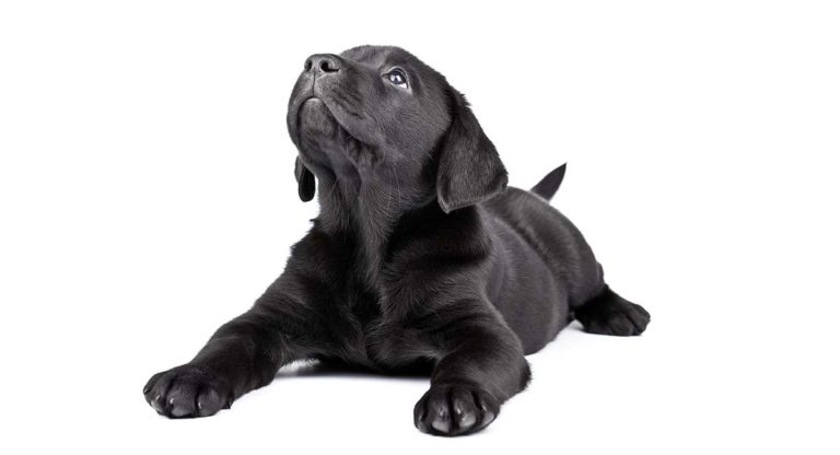 Black dog names