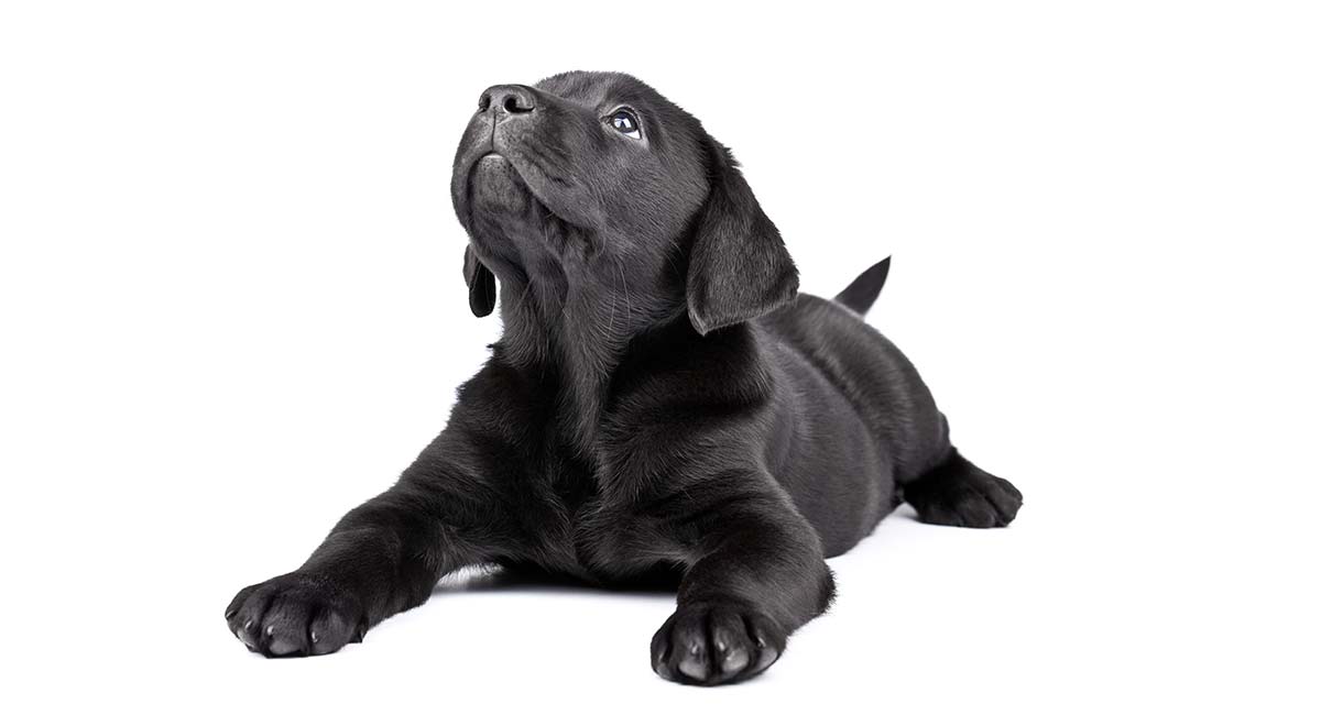 cute black dogs