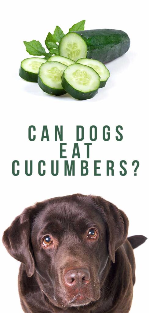 Can Dogs Eat Cucumbers A Complete Guide To Cucumber For Dogs