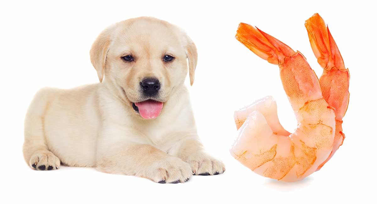 Can Dogs Eat Shrimp Safely When It's 