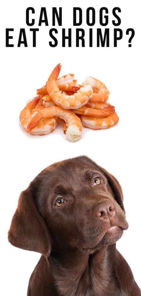 Can Dogs Eat Shrimp Safely When It's Cooked, Shelled, Or Raw?