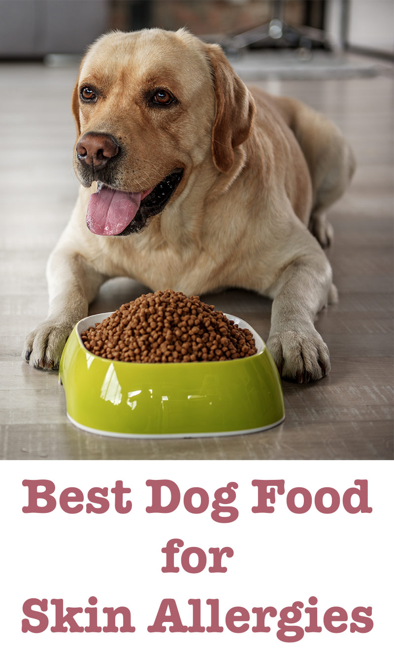 best dog food for senior dogs with allergies