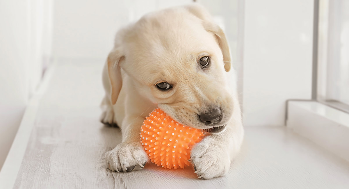 best chew toys for labs