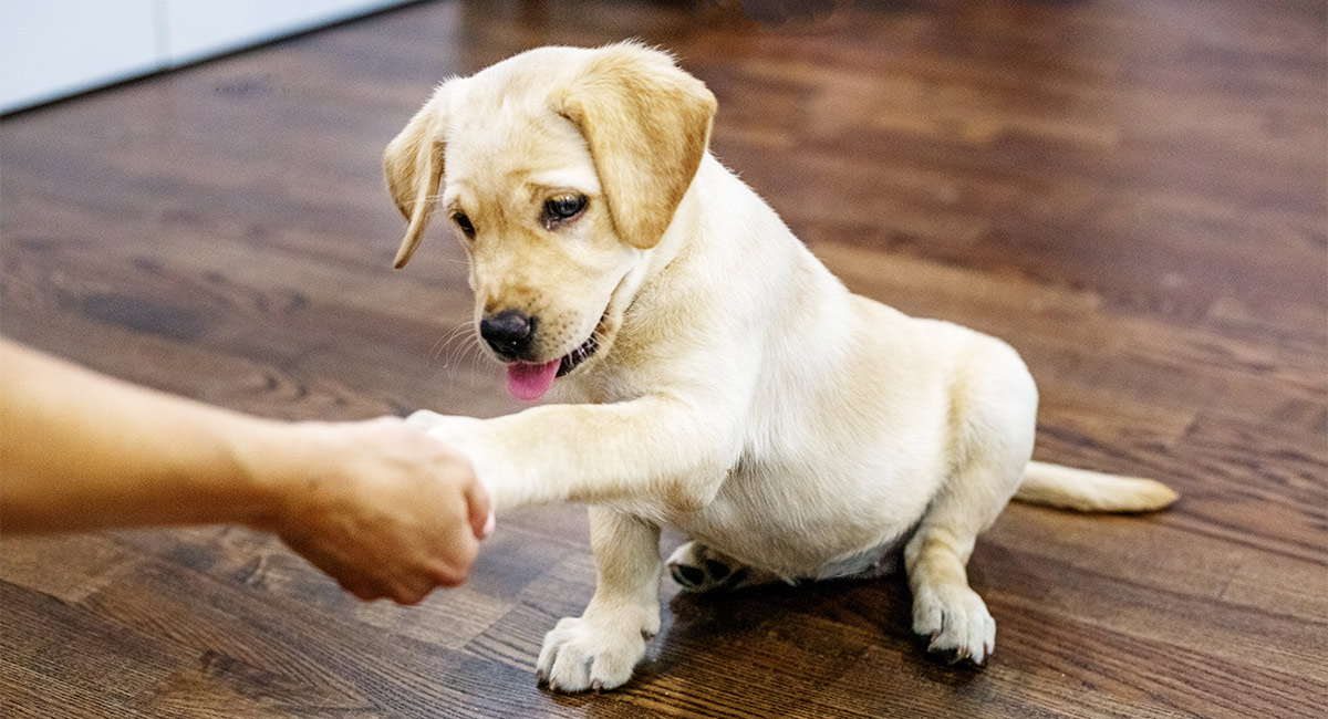 when to give puppy treats