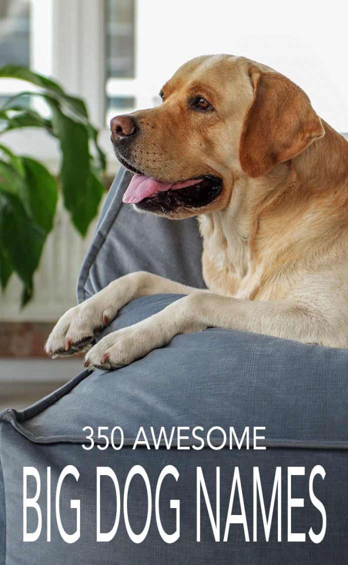 Big Dog Names - Over 350 Awesome Ideas For Large Puppy Naming