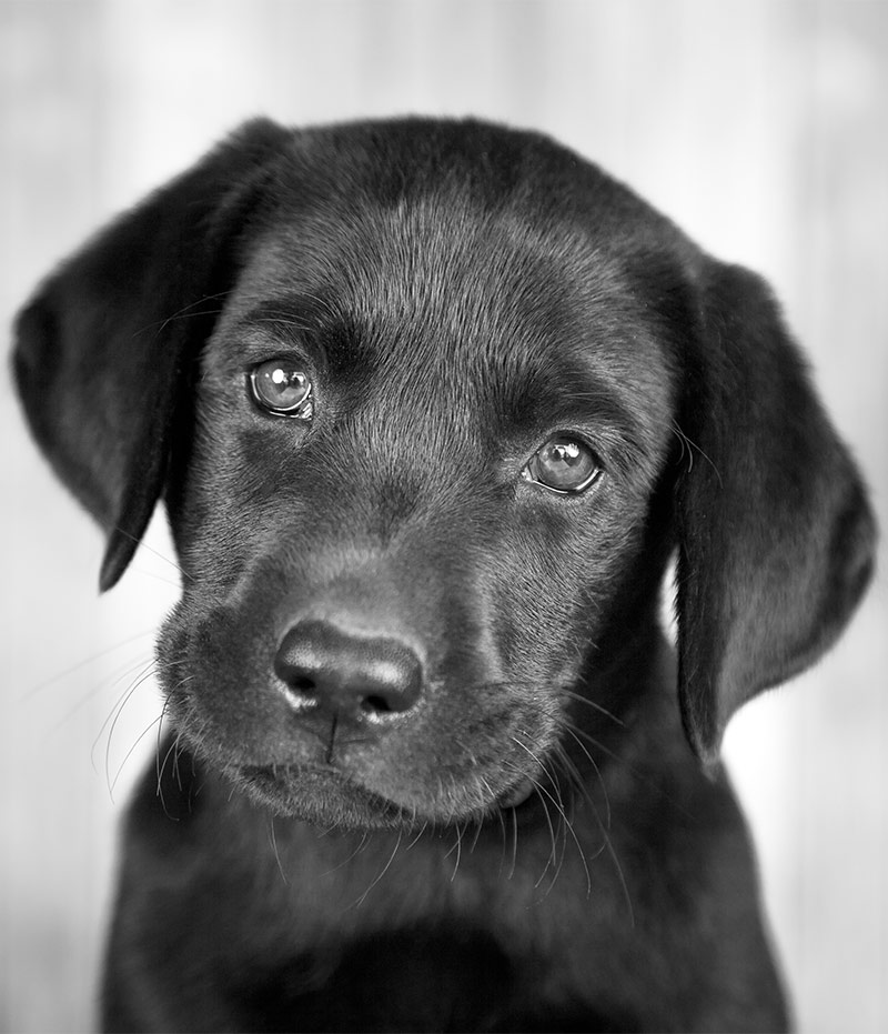 Black Dog Names - Over 200 Inspiring Ideas For Naming Your Pup