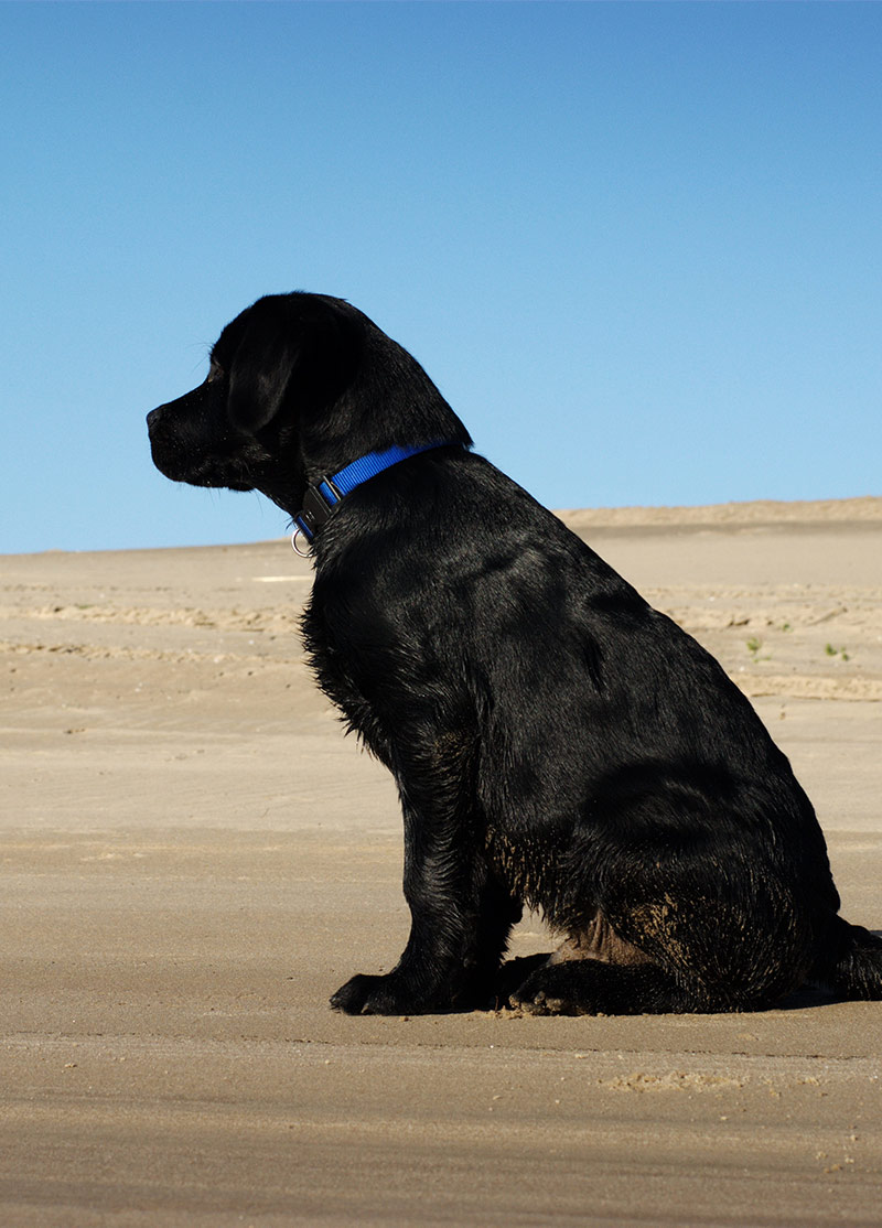 Other Names For Black Dogs