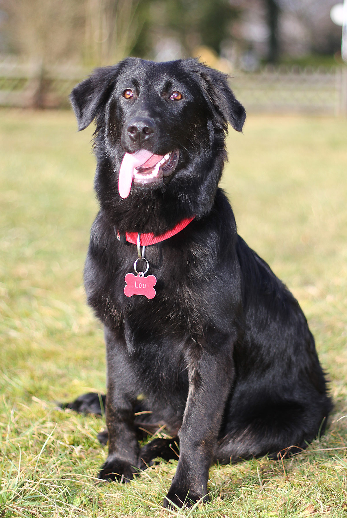 how to care for a border collie labador retriever mix