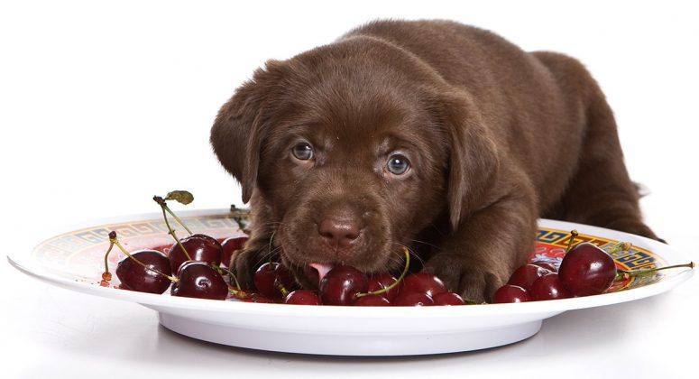 Can Dogs Eat Cherries - Is It Safe To Share This Fruit with Your Dog?
