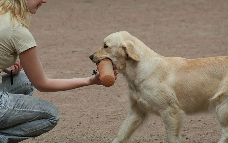 teaching a puppy fetch