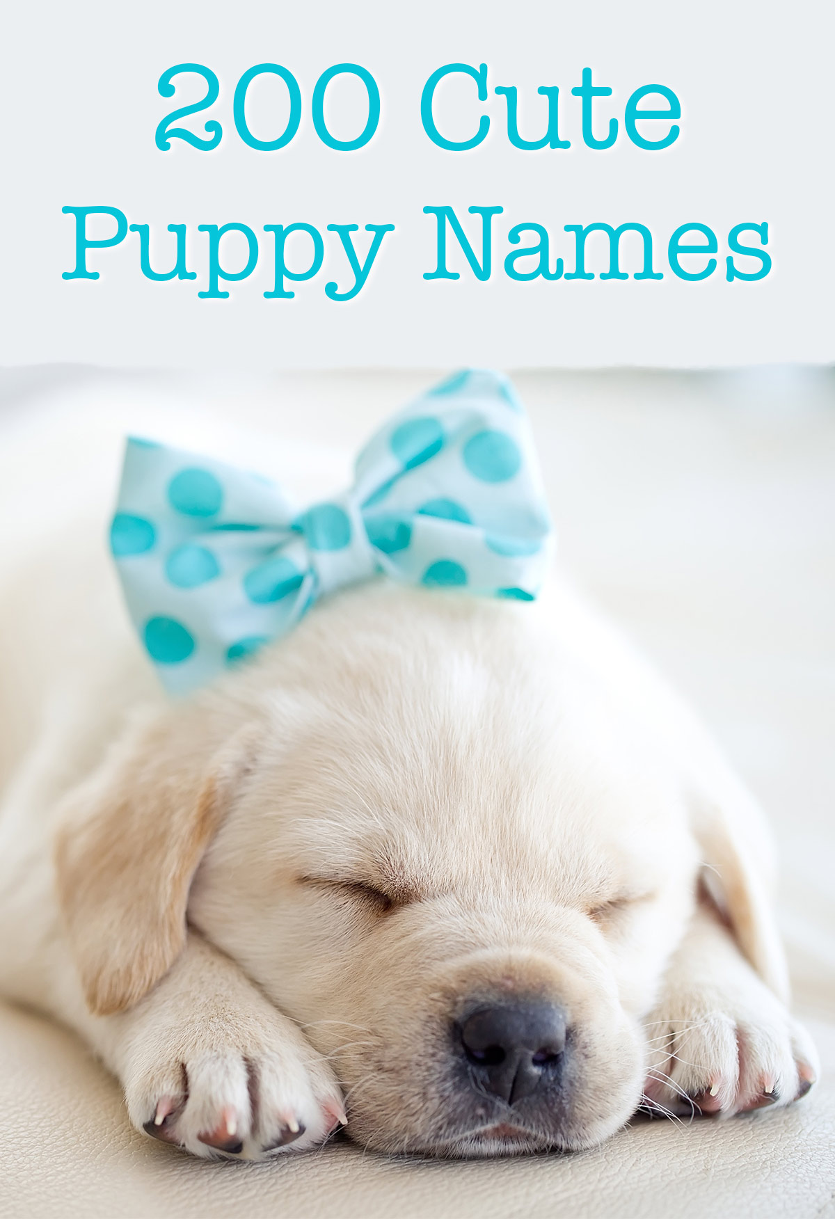 cute-dog-names-cat-s-blog