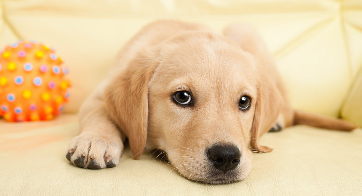 lindos nombres de cachorro