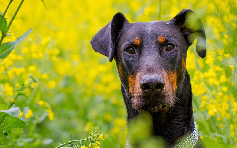 Doberman Lab Mix - All About This 