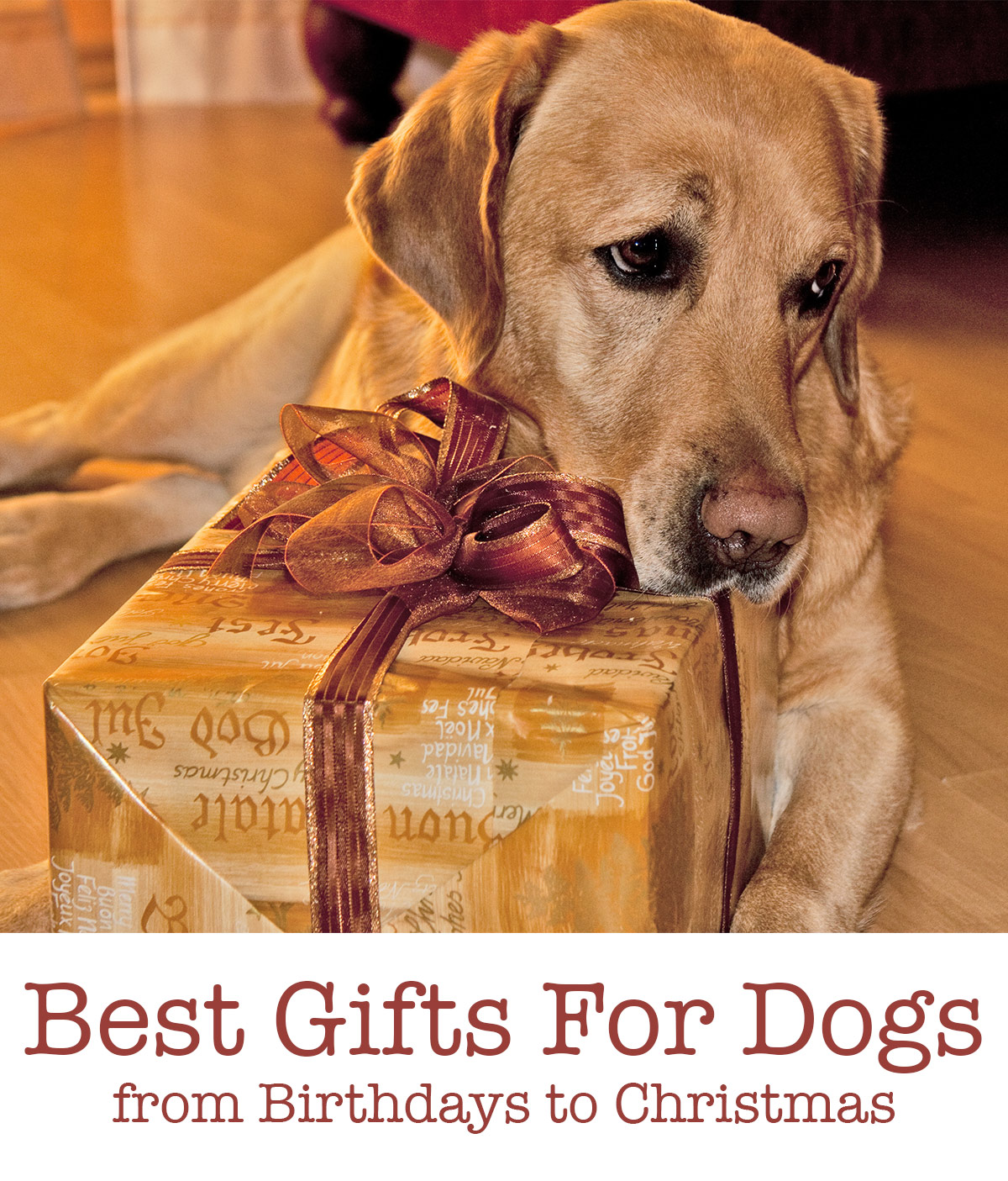 Best Dog Gifts For Christmas, Birthdays And More