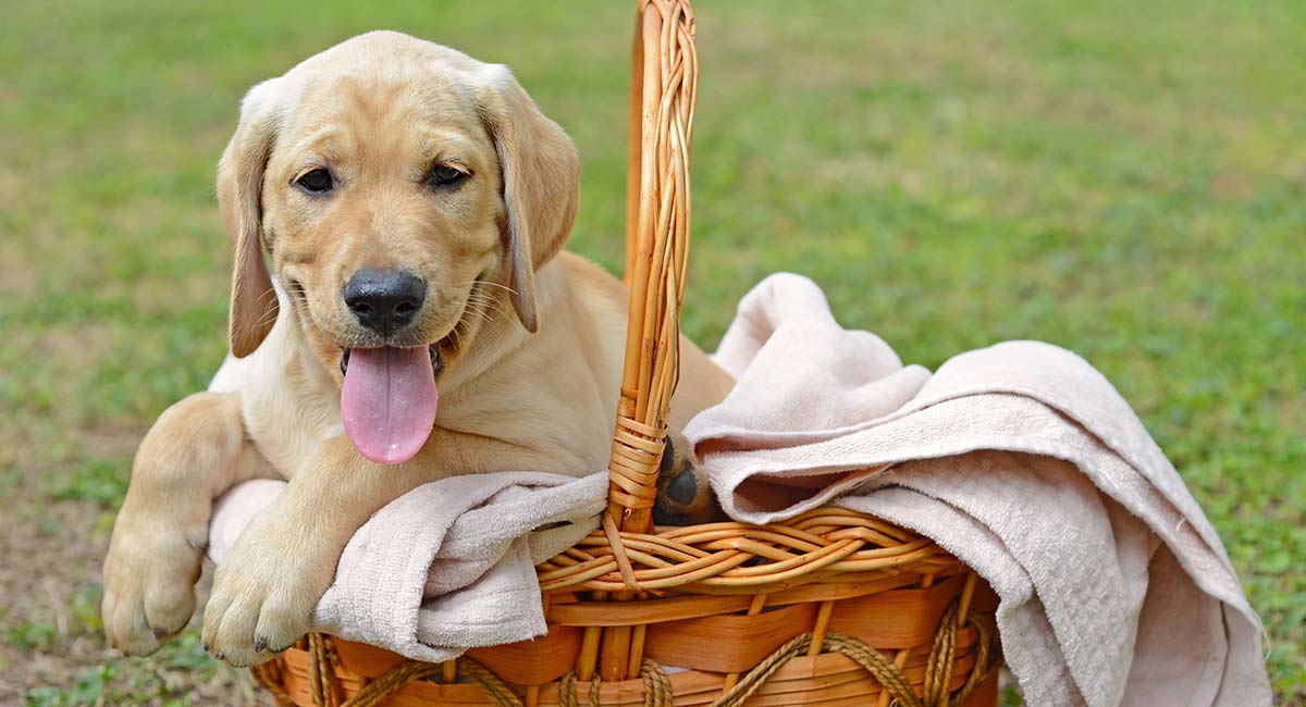 Funny Dog Names To Give Your Pup A Happy Start