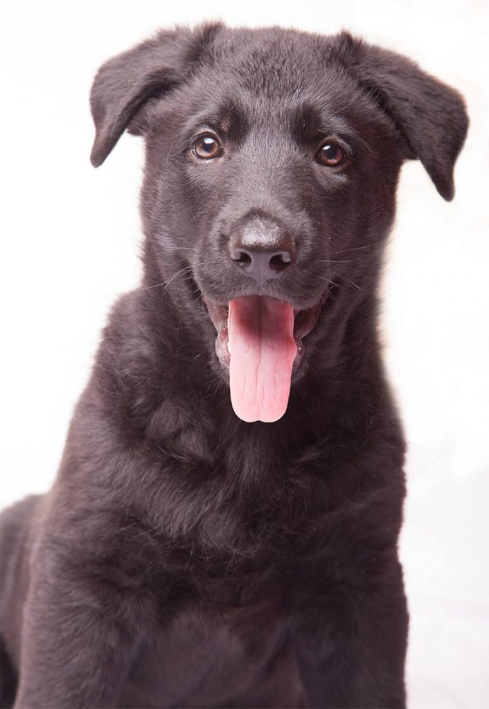 German Shepherd Lab Mix Sheprador Breed Traits