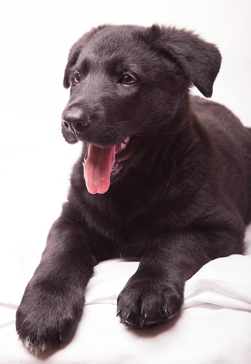 lab mixed with german shepherd puppy