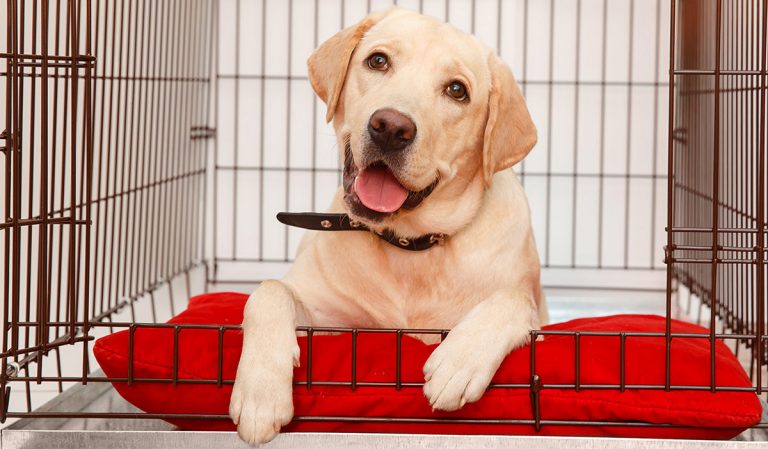 best puppy crates