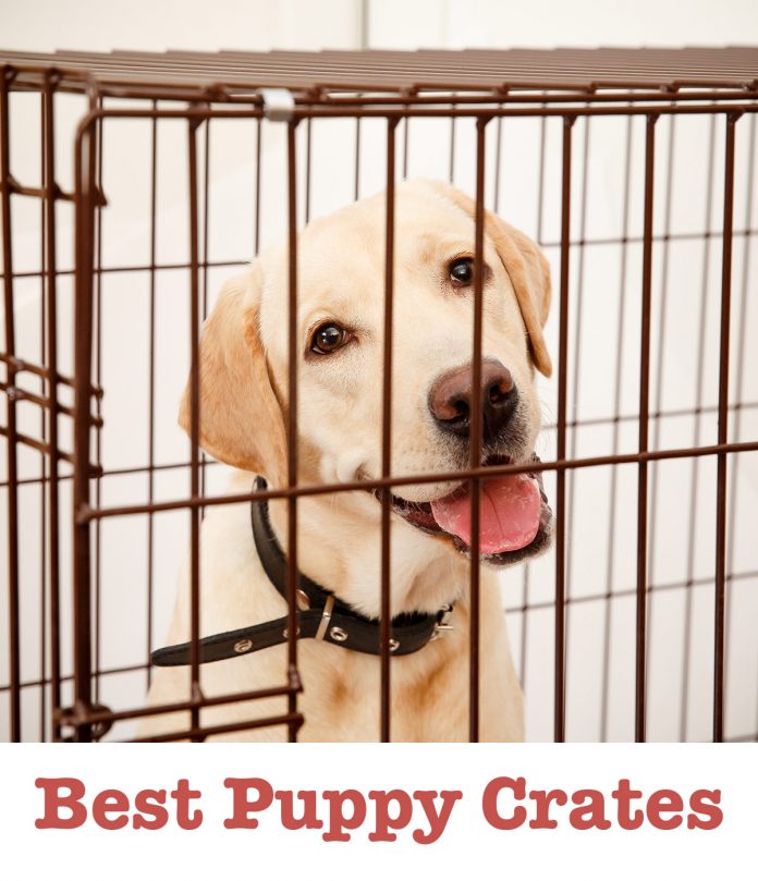 Best Puppy Crates Top Tips And Reviews Of The Best Products