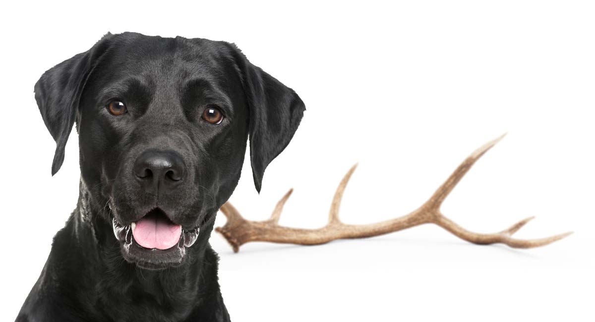 can dogs eat wild deer antlers