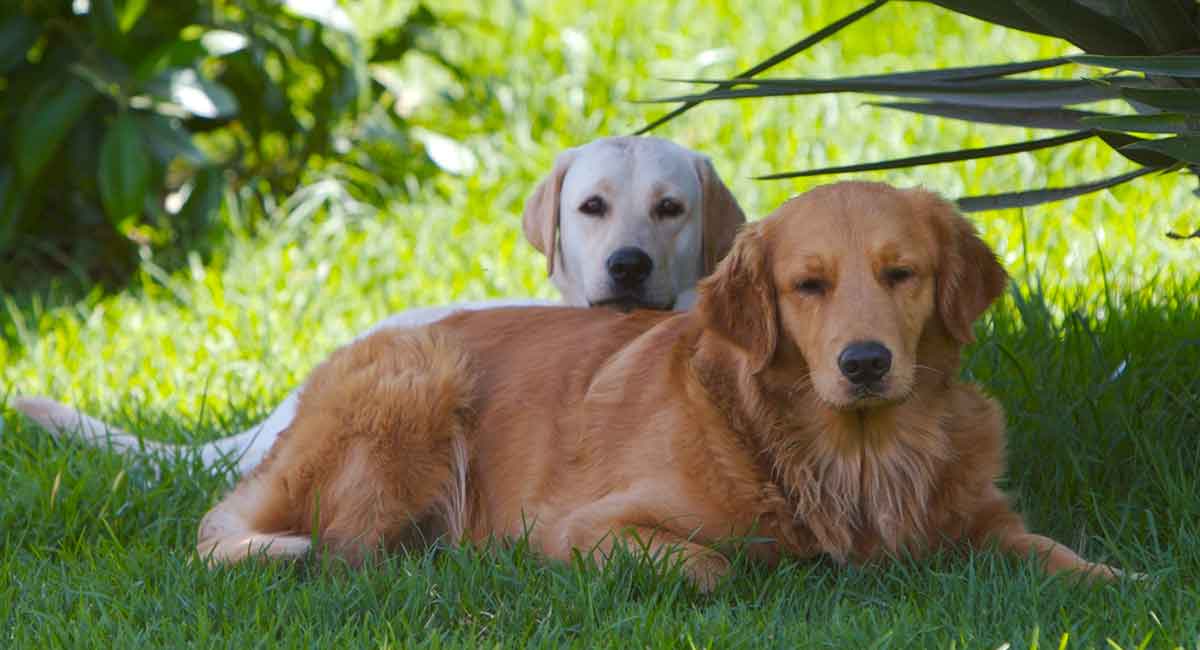 golden lab puppies