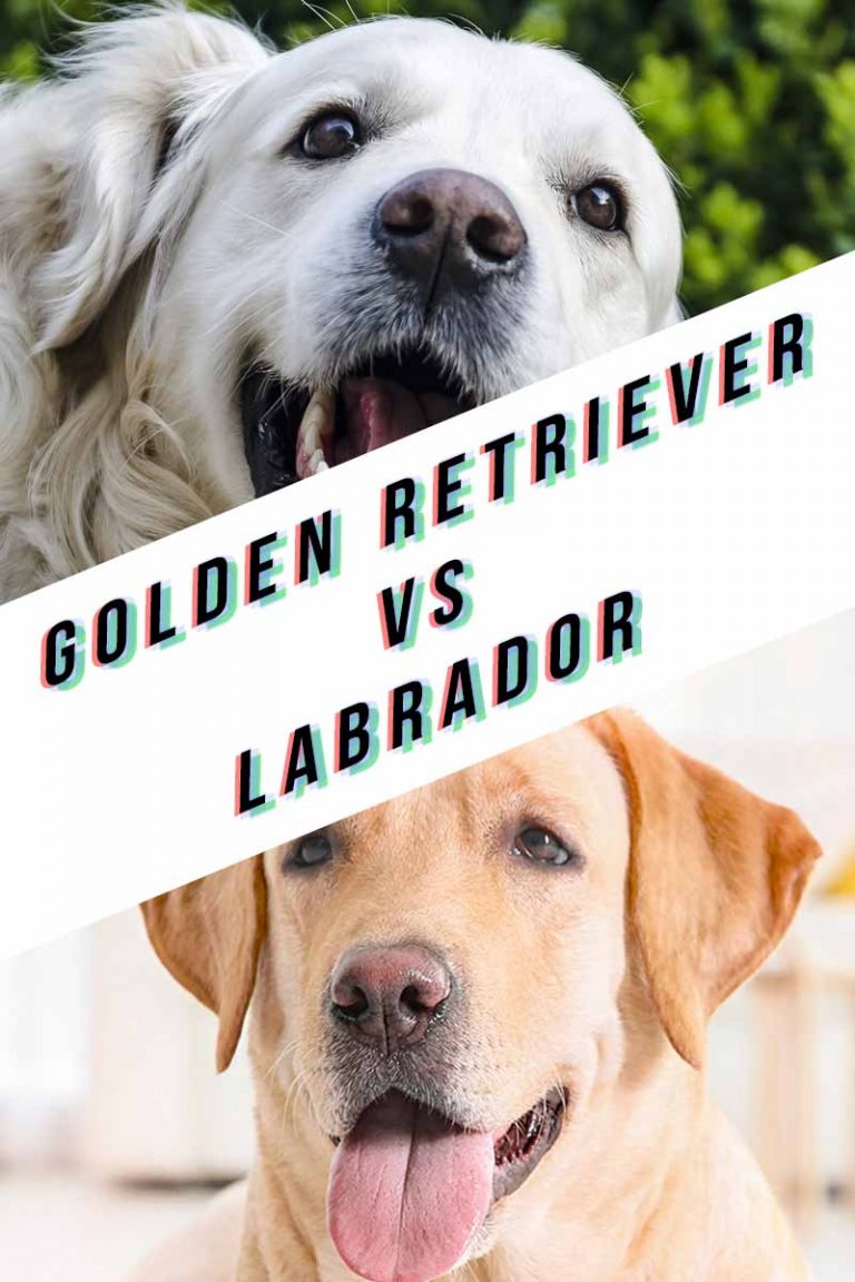 Golden Retriever vs Labrador Breed Traits and Personality - GolDen Retriever Vs LabraDor 768x1152