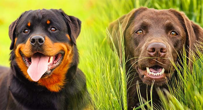 Rottweiler Lab Mix - A Guide To The Rottador Dog