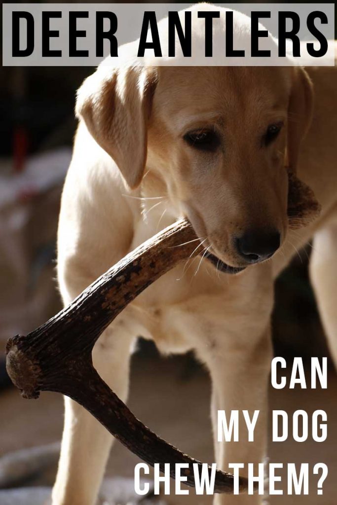 Are Antlers Safe For Dogs? A Guide To Antlers For Dogs