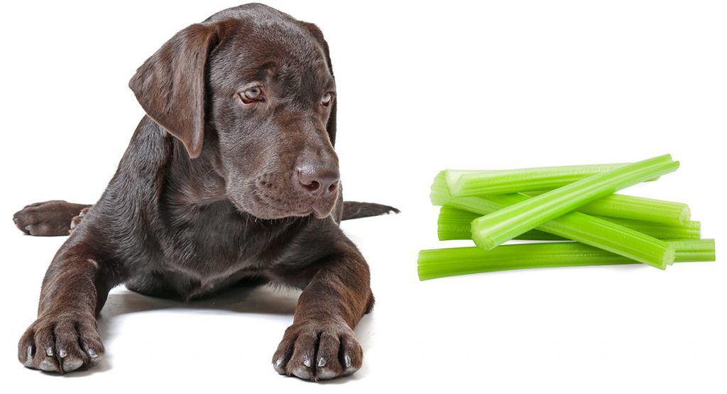 Can Dogs Eat Celery? A Complete Guide To Celery For Dogs