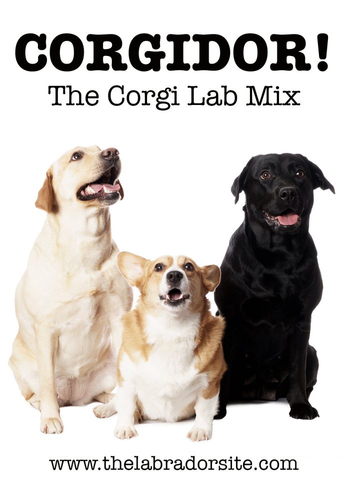 Corgi Lab Mix - A Complete Guide To The Corgidor!